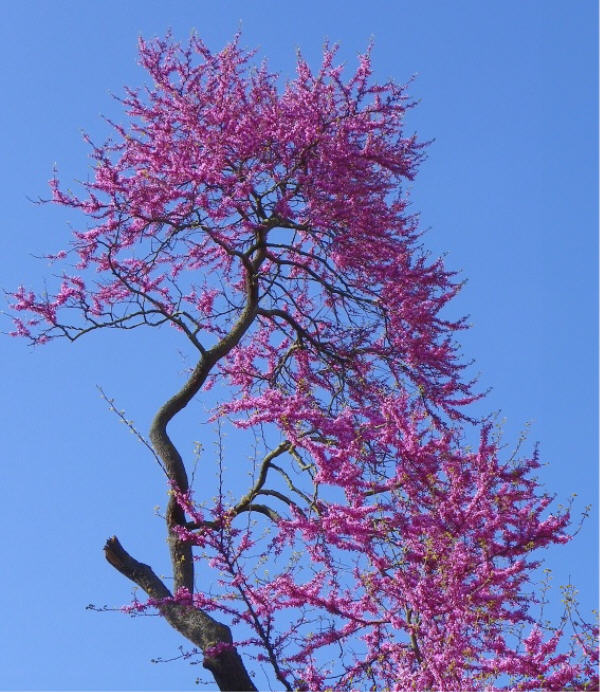 20judas tree Camerino painting in italy