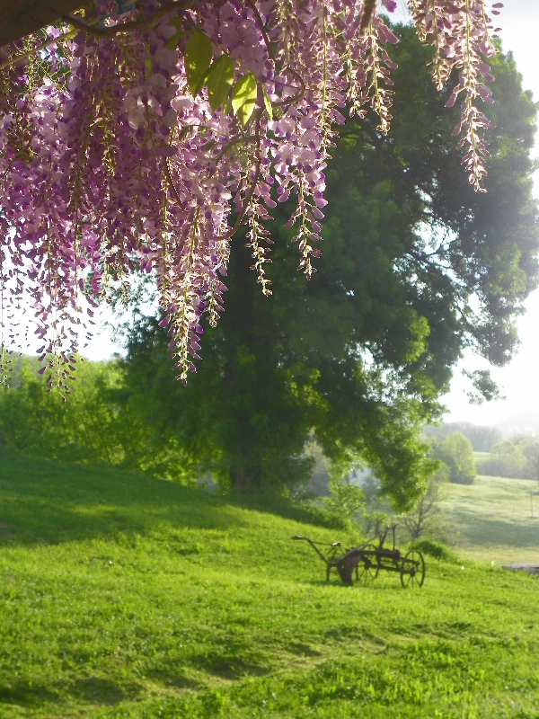 wisteria