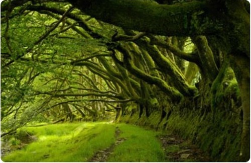 exmoor trees A scene to paint during your painting holiday